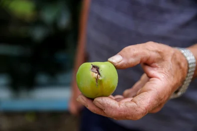 Reportagem sobre prejuízos da queda de granizo aos agricultores em Caxias do Sul. Na foto,  Zulmiro Boff, 70 anos, localidade de Bevilacqua. (Neimar De Cesero/Agência RBS)Indexador: Neimar De Cesero<!-- NICAID(15958904) -->