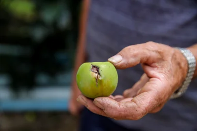 Reportagem sobre prejuízos da queda de granizo aos agricultores em Caxias do Sul. Na foto,  Zulmiro Boff, 70 anos, localidade de Bevilacqua. (Neimar De Cesero/Agência RBS)Indexador: Neimar De Cesero<!-- NICAID(15958904) -->