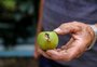 "Factível e equilibrado": o que diz o agro gaúcho sobre uso do pré-sal para dívidas de agricultores