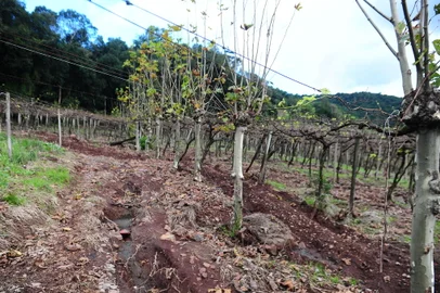 BBENTO GONÇALVES, RS, BRASIL, 29/05/2024. Parte do vinhedo cultivado há três gerações na Linha Veríssimo de Matos, interior de Bento Goncalves, de propriedade do casal de agricultores Marcio Mezadri e Daniela Dorigon Mezadri foi derrubada pela chuva. Cerca de três hectares foram destruídos pela estrutura do vizinho Anadair Dorigon (D), primo de Daniela, que invadiu a propriedade junto a uma quantidade incalculável de barro e árvores. Na foto, Márcio e Daniela. Na foto, estragos causados pelas enchurradas: buracos e desníveis nos parreirais. (Porthus Junior/Agência RBS)<!-- NICAID(15787839) -->