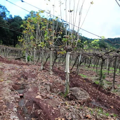BBENTO GONÇALVES, RS, BRASIL, 29/05/2024. Parte do vinhedo cultivado há três gerações na Linha Veríssimo de Matos, interior de Bento Goncalves, de propriedade do casal de agricultores Marcio Mezadri e Daniela Dorigon Mezadri foi derrubada pela chuva. Cerca de três hectares foram destruídos pela estrutura do vizinho Anadair Dorigon (D), primo de Daniela, que invadiu a propriedade junto a uma quantidade incalculável de barro e árvores. Na foto, Márcio e Daniela. Na foto, estragos causados pelas enchurradas: buracos e desníveis nos parreirais. (Porthus Junior/Agência RBS)<!-- NICAID(15787839) -->