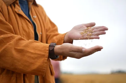 Bem + Agro - arroz, grãos de arroz, campo<!-- NICAID(16110138) -->