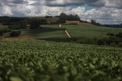 Pinhal Grande, RS, Brasil, 20-01-2025: Estiagem na região central do Rio Grande do Sul prejucida a produção de soja. Foto: Renan Mattos / Agência RBS<!-- NICAID(15958278) -->