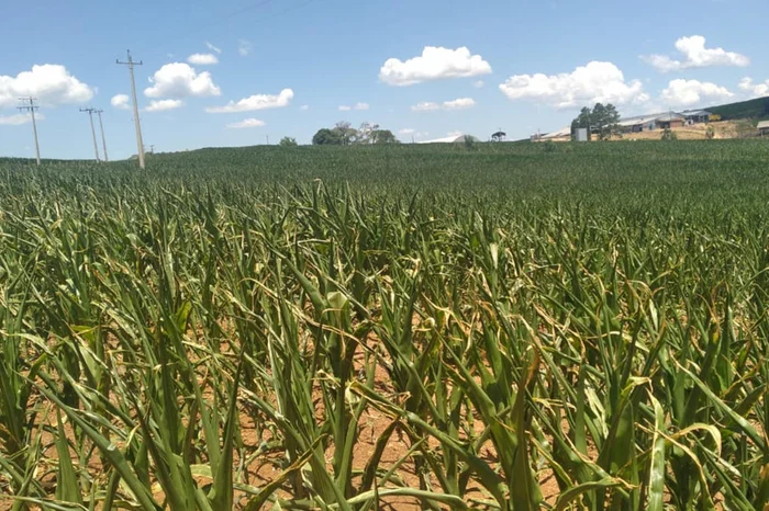 AgroEffective / Divulgação