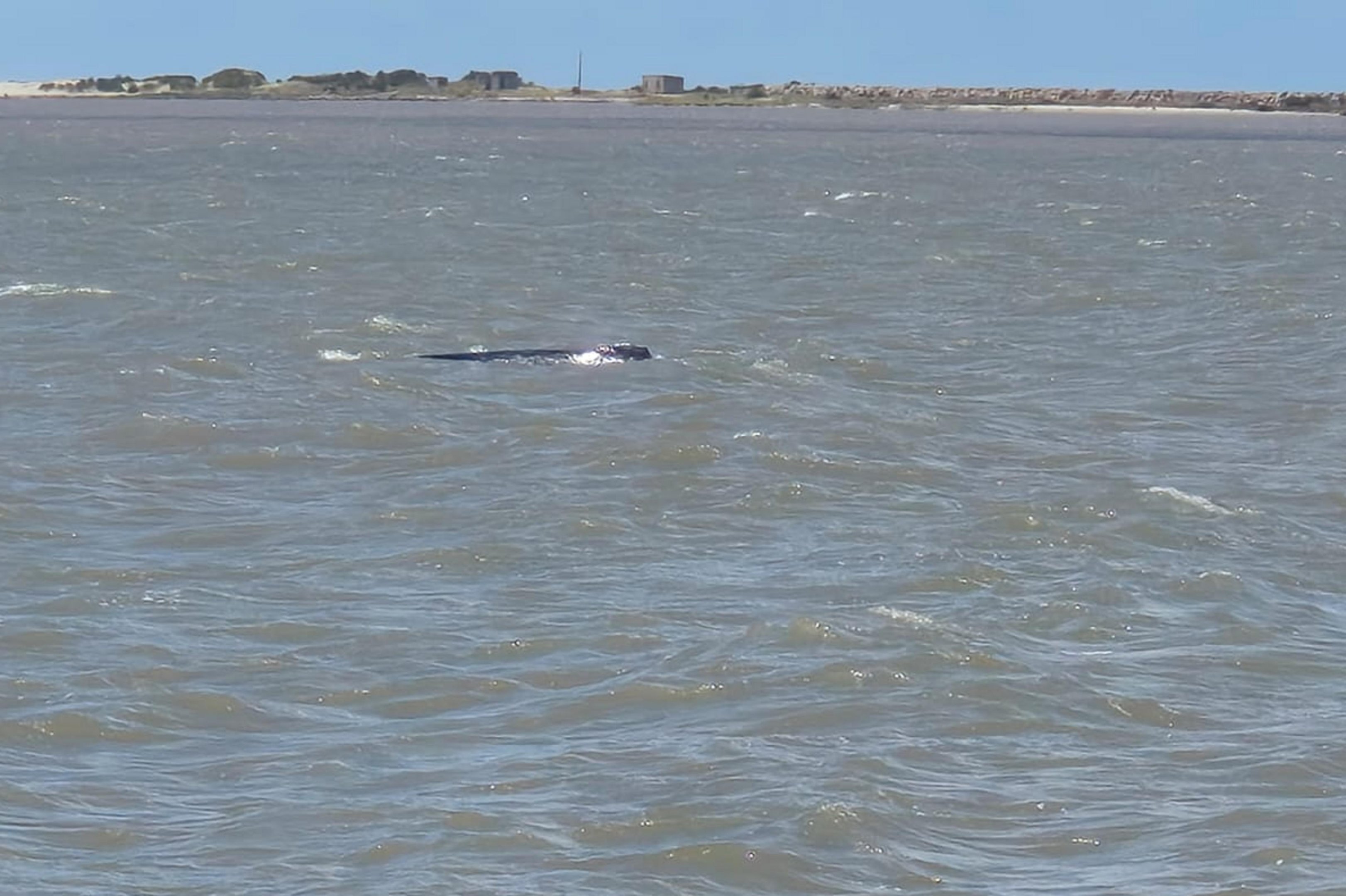 Baleia-jubarte aparece na Praia do Cassino durante per&iacute;odo migrat&oacute;rio