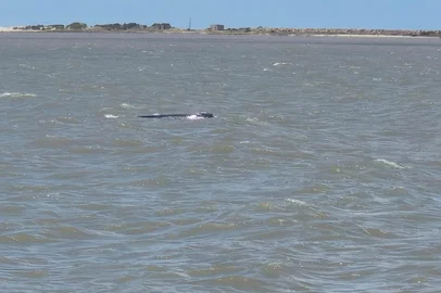 Baleia jubarte no Cassino<!-- NICAID(16206743) -->