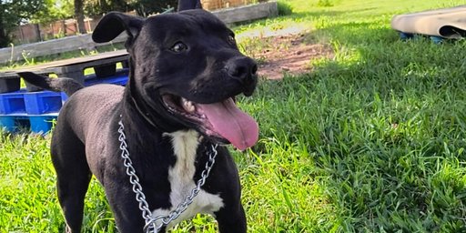 Plataforma digital facilita ado&ccedil;&atilde;o de animais resgatados em Porto Alegre