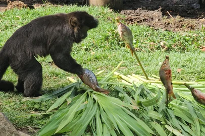Animais do Gramadozoo ganham peixes na Sexta-feira Santa<!-- NICAID(16019633) -->