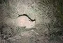 Gato-palheiro-pampeano: agricultor registra primeiras imagens de felino ameaçado de extinção caçando