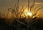 Missões internacionais no agronegócio: conectando o Brasil ao mercado global