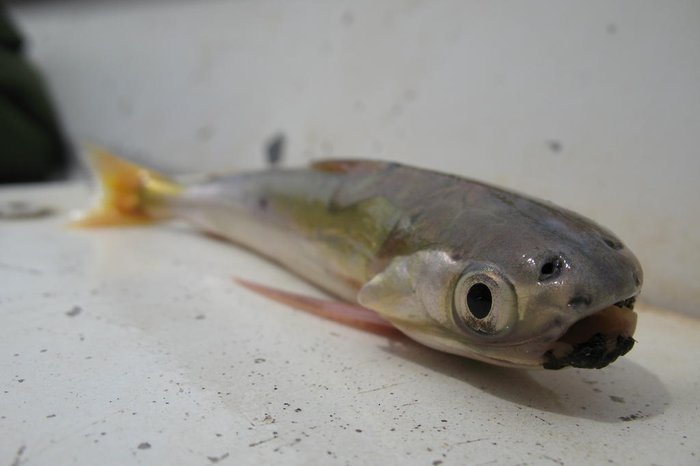 guentermanaus / stock.adobe.com