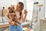 Vai se mudar? Quatro dicas para adaptar o cachorro ao novo lar