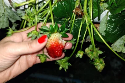 Produtor de morangos terá prejuízo estimado em R$60 mil devido à queda de granizo em Flores da Cunha, otávio rocha,<!-- NICAID(15519145) -->