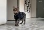 VÍDEO: delegacia ganha reforço felino após gato ser adotado por policiais em Bagé