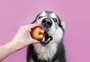Quais frutas os cachorros podem comer?