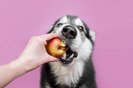 dog eat apple from handA dog breed alaskan malamute eating a red and yellow apple from human hand. In picture only a dog and a hand.Indexador: Ellina BaliozFonte: 166005659<!-- NICAID(15709195) -->
