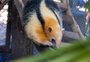 Filhote de tamanduá-mirim é acolhido no zoológico de Canoas 