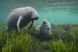Jason Gulley / Wildlife Photographer of the Year / Divulgação