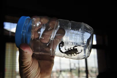 CAXIAS DO SUL, RS, BRASIL (22/11/2012) Érico Drun e o Escorpião. Érico Drun captura um venenoso  escorpião em sua residência.(Roni Rigon-Pioneiro)<!-- NICAID(8838800) -->