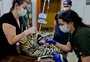 Saiba como é o tratamento dentário das onças do zoológico de Gramado