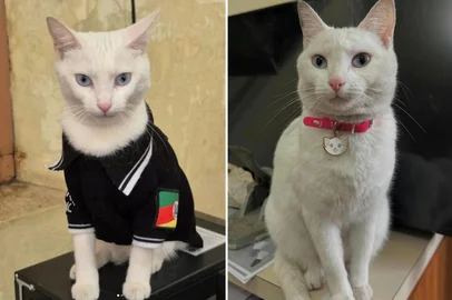 "Delegata": resgatada durante enchente e adotada por delegacia, gata está desaparecida no RS<!-- NICAID(16198519) -->