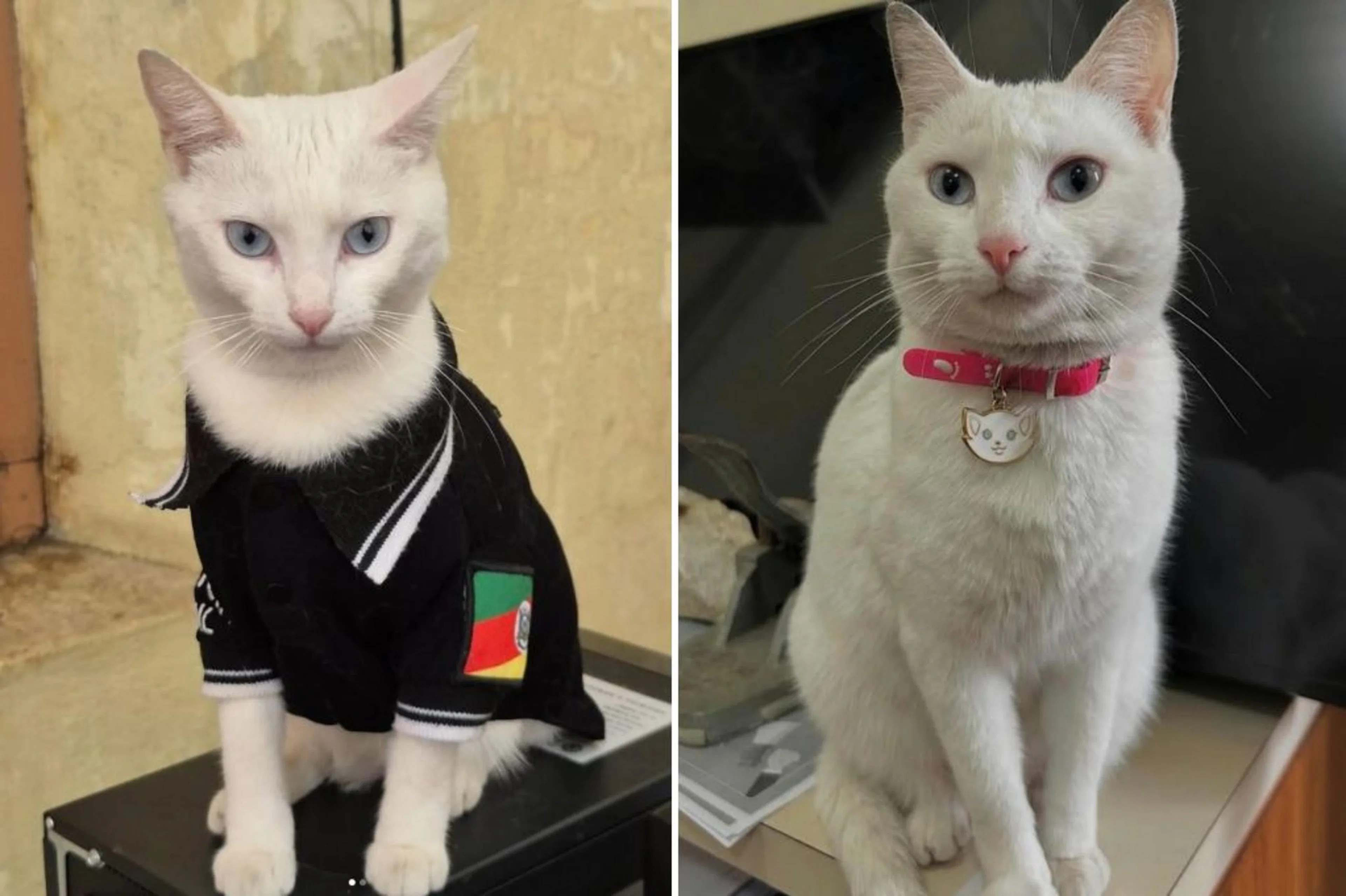 @delegatathai / Instagram/Reprodução