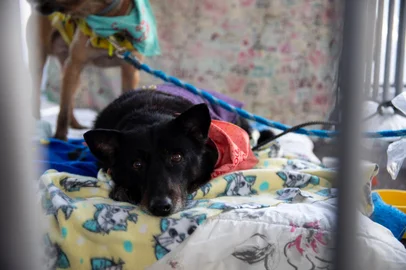 PORTO ALEGRE, RS, BRASIL, 29.06.2024: Porto Alegre terá uma feira de adoção de cães e gatos que estará aberta diariamente pelos próximos 30 dias. O evento ocorrerá no estacionamento B do Shopping Total, no bairro Floresta, a partir de sábado (29). Cerca de duzentos animais ficarão expostos, diariamente, até 29 de julho, das 14h às 19h. De acordo com a ONG Cão da Guarda, a meta é chegar a 1 mil adoções de pets que sofreram abandono, maus-tratos ou foram perdidos na enchente.<!-- NICAID(15801578) -->