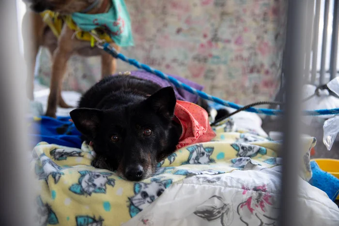 Camila Hermes / Agencia RBS