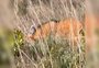 Lobo-guará ameaçado de extinção é visto no Cânion Fortaleza em Cambará do Sul