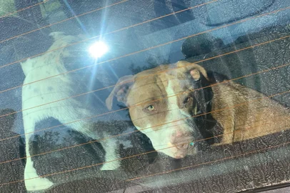 Pitbull<!-- NICAID(16361525) -->