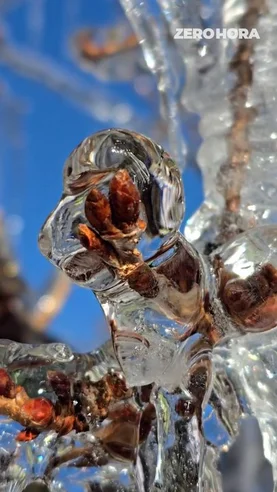 Fenômeno chamado de glaze ice congela a vegetação