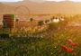 Coachella: O deserto que a música eletrônica conquistou