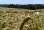 Que tamanho terá a área de trigo do RS neste inverno
