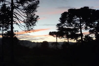 Imagem de araucárias. Registro de Júlio César da Silva Stelmach, bacharel em gestão ambiental pela Universidade Estadual do Rio Grande do Sul (Uergs) e mestre  em ambiente e sustentabilidade<!-- NICAID(15475021) -->