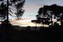 Imagem de araucárias. Registro de Júlio César da Silva Stelmach, bacharel em gestão ambiental pela Universidade Estadual do Rio Grande do Sul (Uergs) e mestre  em ambiente e sustentabilidade<!-- NICAID(15475021) -->