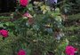 Com preferência pelas rosas vermelhas, Dia dos Namorados deve ter alta de até 10% nas vendas de flores