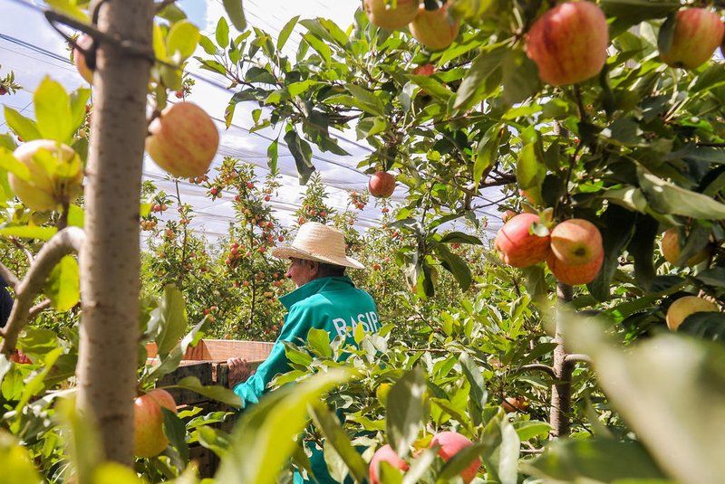 VACARIA, RS, BRASIL, 10/03/2023. Matéria sobre mão de obra na colheita da maçã em Vacaria. (Neimar De Cesero/Agencia RBS)Indexador: NEIMAR DE CESERO<!-- NICAID(15371475) -->