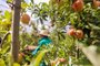 VACARIA, RS, BRASIL, 10/03/2023. Matéria sobre mão de obra na colheita da maçã em Vacaria. (Neimar De Cesero/Agencia RBS)Indexador: NEIMAR DE CESERO<!-- NICAID(15371475) -->