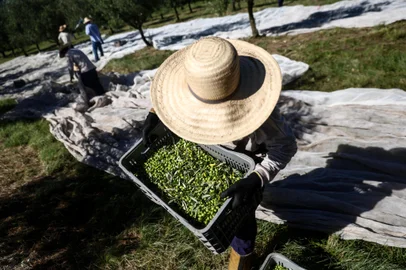 CAÇAPAVA DO SUL, RS, BRASIL - 2024.02.19 - Feito no RS: A colunista de economia Marta Sfredo mostra como é a produção de Azeite de Oliva da empresa Prosperato, em Caçapava do Sul. (Foto: André Ávila/ Agência RBS)<!-- NICAID(15685941) -->