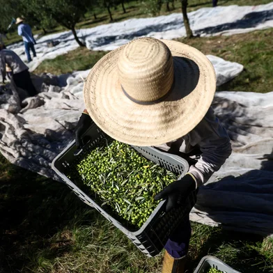 CAÇAPAVA DO SUL, RS, BRASIL - 2024.02.19 - Feito no RS: A colunista de economia Marta Sfredo mostra como é a produção de Azeite de Oliva da empresa Prosperato, em Caçapava do Sul. (Foto: André Ávila/ Agência RBS)<!-- NICAID(15685941) -->