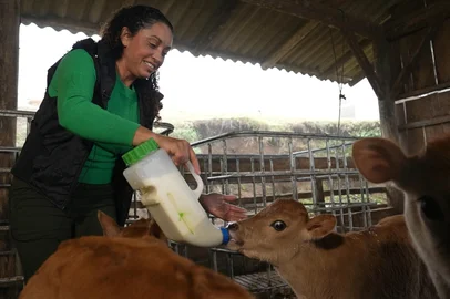 O Bem Mais Agro visitou a propriedade Sabores do Rancho, em Estância Velha, onde Rafaela Jacobs e a família fazem a produção do queijo colonial de leite cru com a ordenha das vacas do rebanho Jersey - uma das exigências é de que o leite usado para a fabricação seja oriundo da própria propriedade.<!-- NICAID(16153132) -->