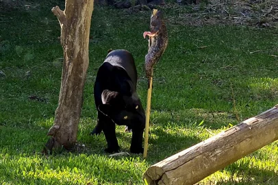 Animais do GramadoZoo são presenteados com peixes em alusão à Semana Santa<!-- NICAID(15395960) -->