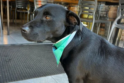 Cão comunitário ajuda na divulgação do comércio local e proteção de animais em Marau<!-- NICAID(16102357) -->