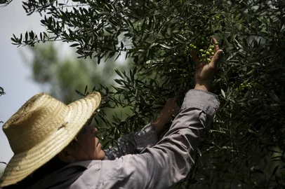 Mateus Bruxel / Agencia RBS Triunfo, RS, Brasil, 09-01-2024: Rozane Conceição, 44 anos. Pomares de oliveiras na propriedade que produz o azeite Milonga. A produção de azeitonas no Rio Grande do Sul não deve repetir o recorde histórico da colheita do ano passado. A cultura, que tem no Estado a maior produção do país, é mais uma que deve colher efeitos das condições climáticas, agravadas pelo El Niño. Foto: Mateus Bruxel / Agência RBSIndexador: Mateus Bruxel<!-- NICAID(15645441) -->