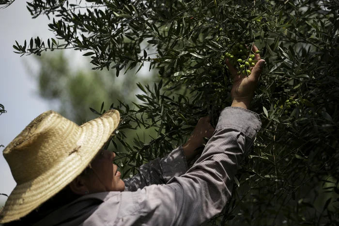 Mateus Bruxel / Agencia RBS Mateus Bruxel / Agencia RBS