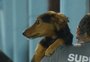 Cachorro entra em campo, dá "olé" e interrompe jogo entre Grêmio e Monsoon pelo Gauchão; veja vídeo