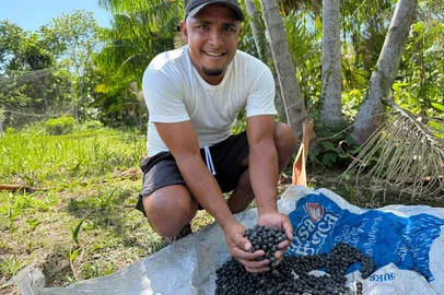 Produção de Açaí no Pará<!-- NICAID(16164048) -->