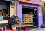 Oito lugares para curtir com o seu pet em Porto Alegre