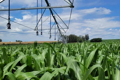 Lavoura de milho irrigada em São Borja, na Fronteira Oeste<!-- NICAID(16123899) -->