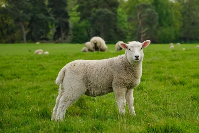 Multishooter / Shutterstock | Portal EdiCase